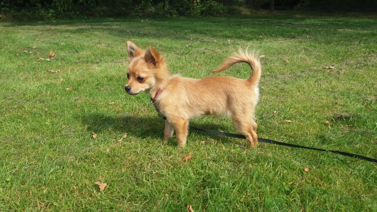 Mijn oordelende puppy